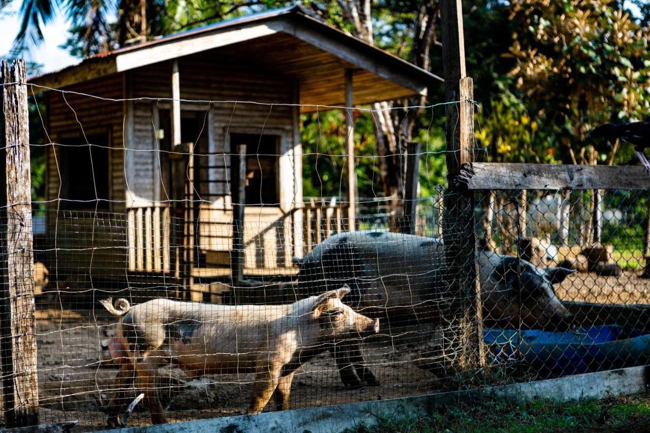 ホテル Oso De Osa Sierpe エクステリア 写真